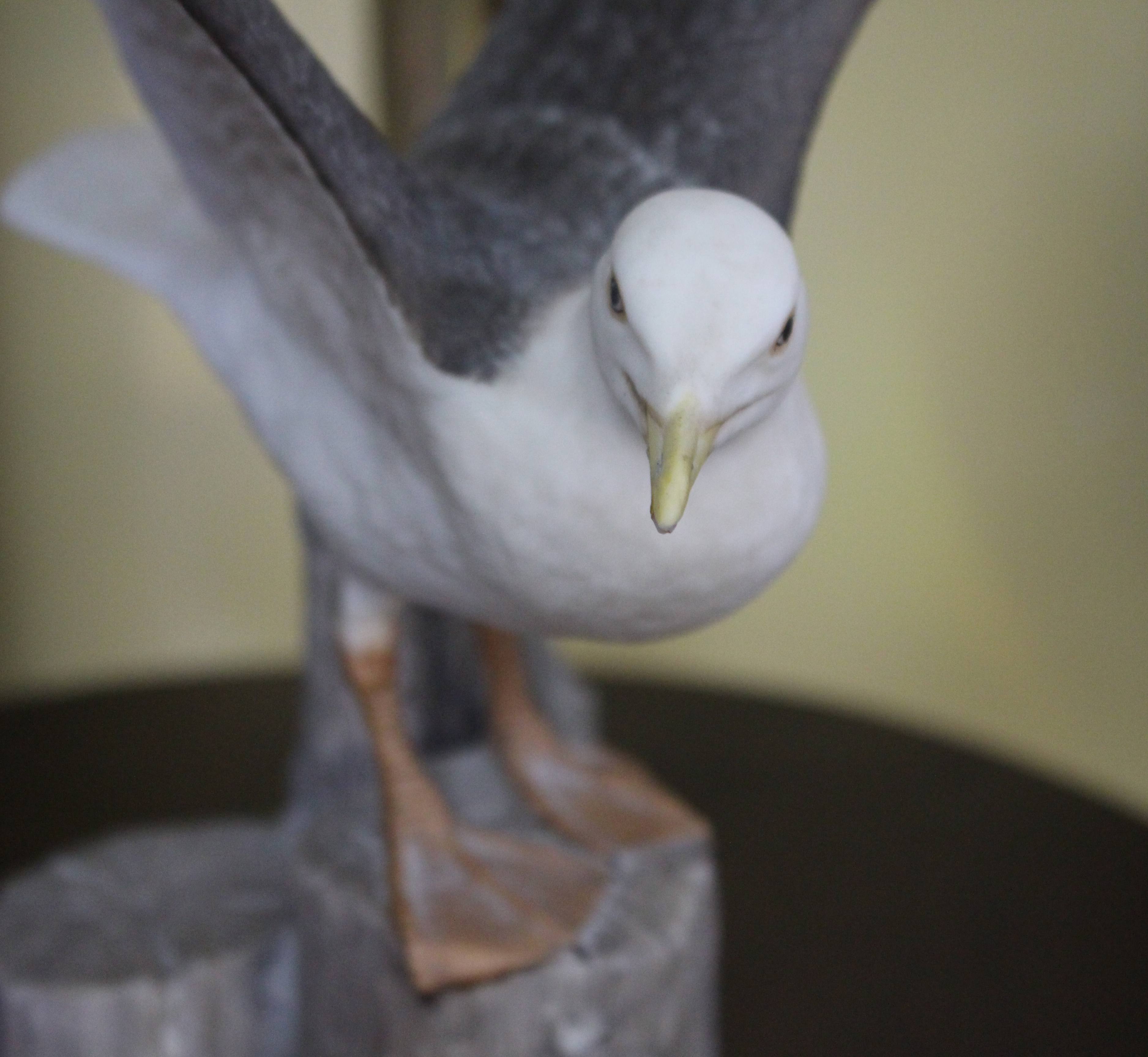 Franklin Porcelain The Great Black-Backed Gull - Image 3 of 5