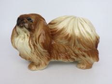 Pekingese