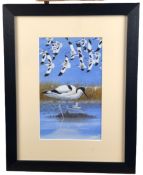 " Avocet"