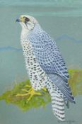 "Gyer Falcon" signed watercolour by Scottish artist Ralston Gudgeon RSW (1910 _ 1984)