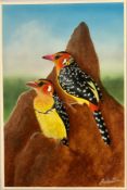 "Red-and -yellow Barbet"