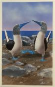 "Blue Footed Booby"