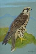 Sayer Falcon by Scottish artist Ralston Gudgeon