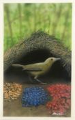 " Vogelkop Bowerbird"