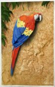 "Macaw"