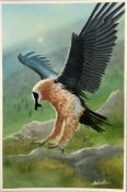 "Bearded Vulture"