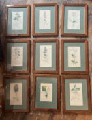 8. Set of Ten Early Nineteenth Century Partly Coloured Engravings Showing Flora And Fauna