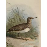 Vintage framed Wild Bird Prints