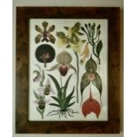 Vintage Framed Botanical Print