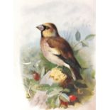 Excellent Vintage Wild Bird Framed Print