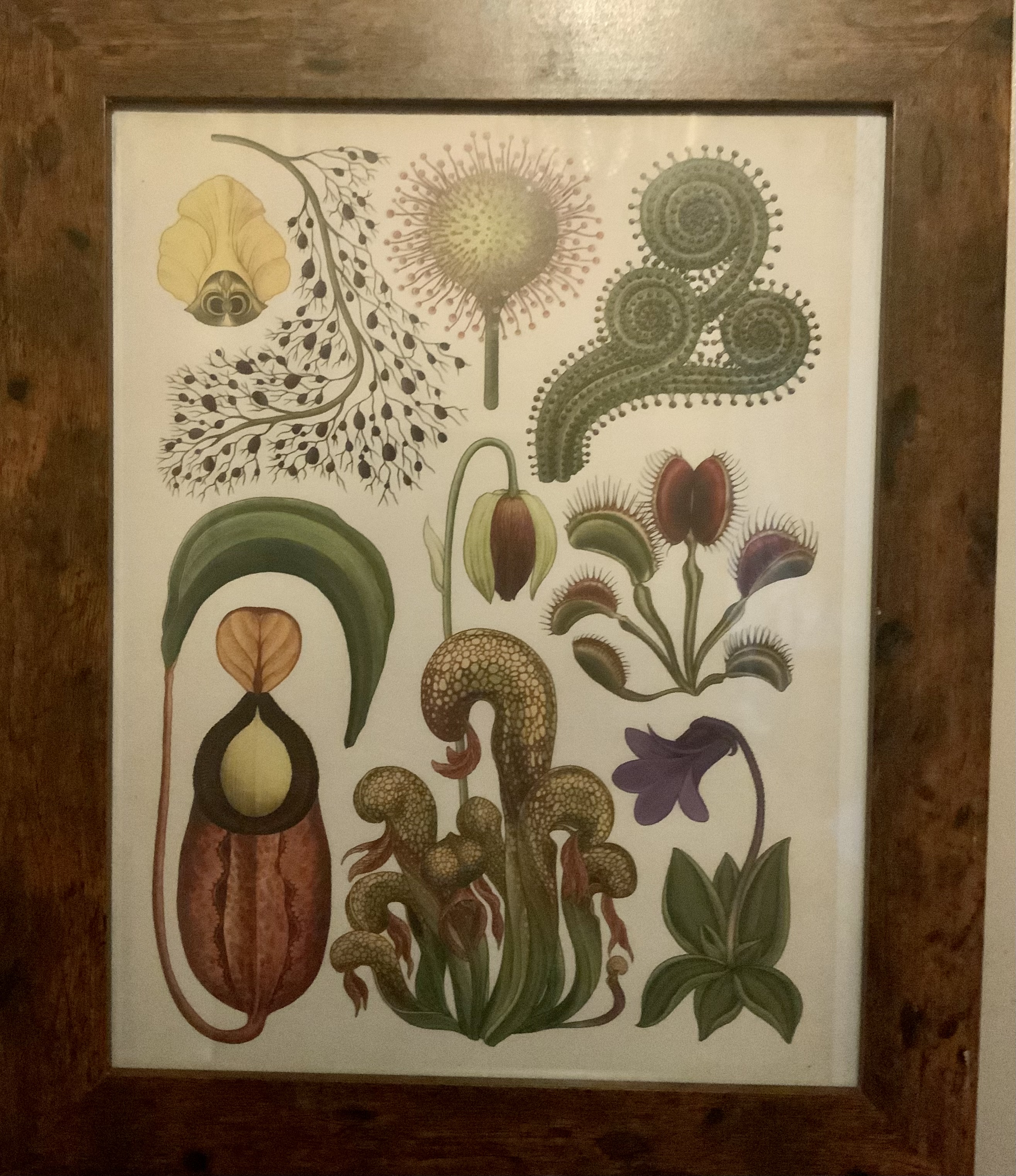 Vintage Botanical Framed Print