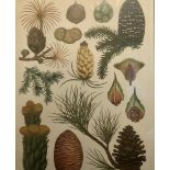 Stunning Vintage Botanical Framed Print