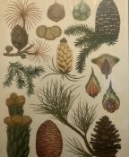Stunning Vintage Botanical Framed Print