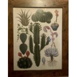 Vintage Botanical Print Set Within Mahogany Frame