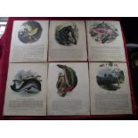 6 X 19th Century - Plates Illustrative of Natural History - Double sided & laid on linen