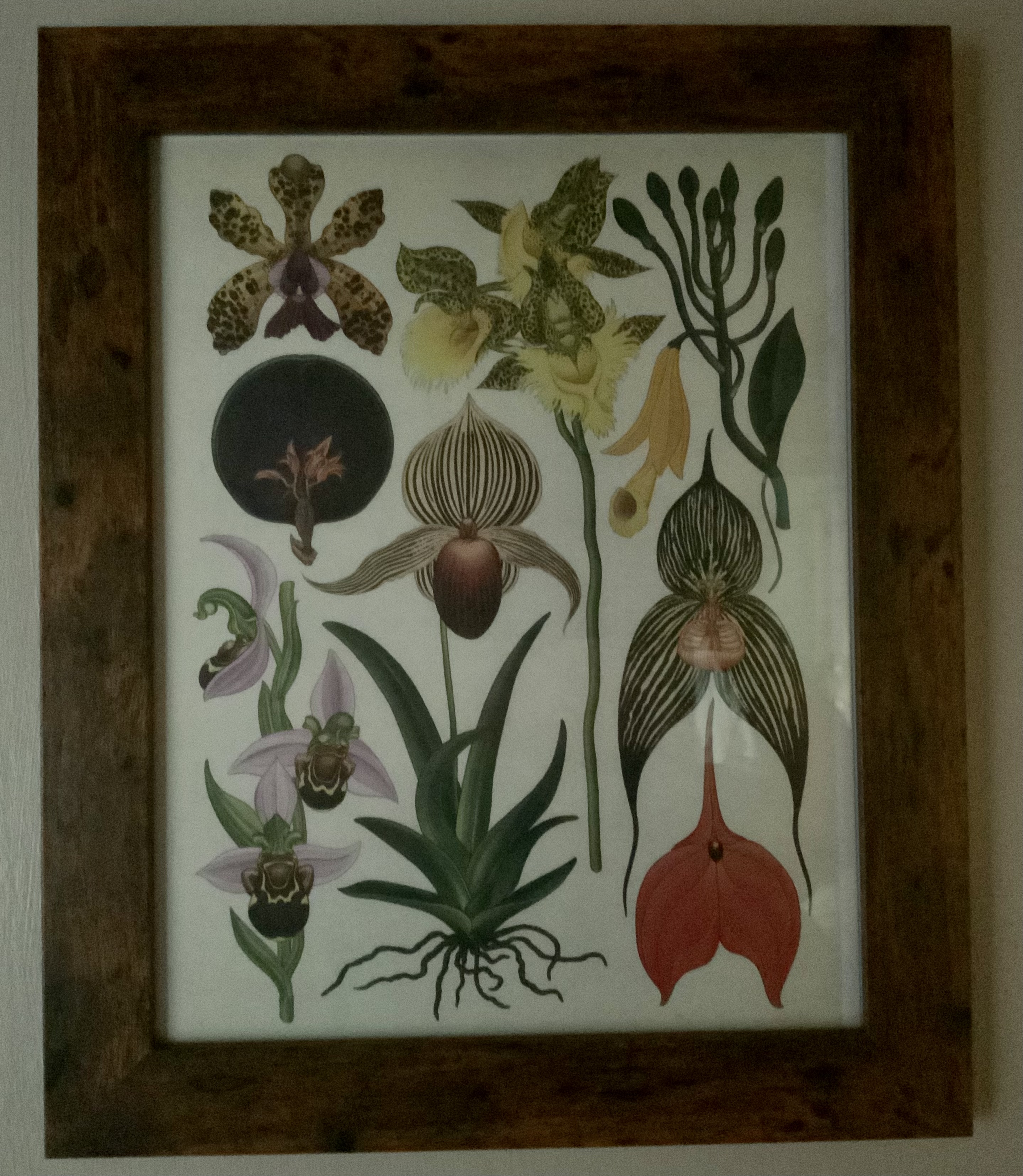 Vintage Framed Botanical Print - Bild 3 aus 4