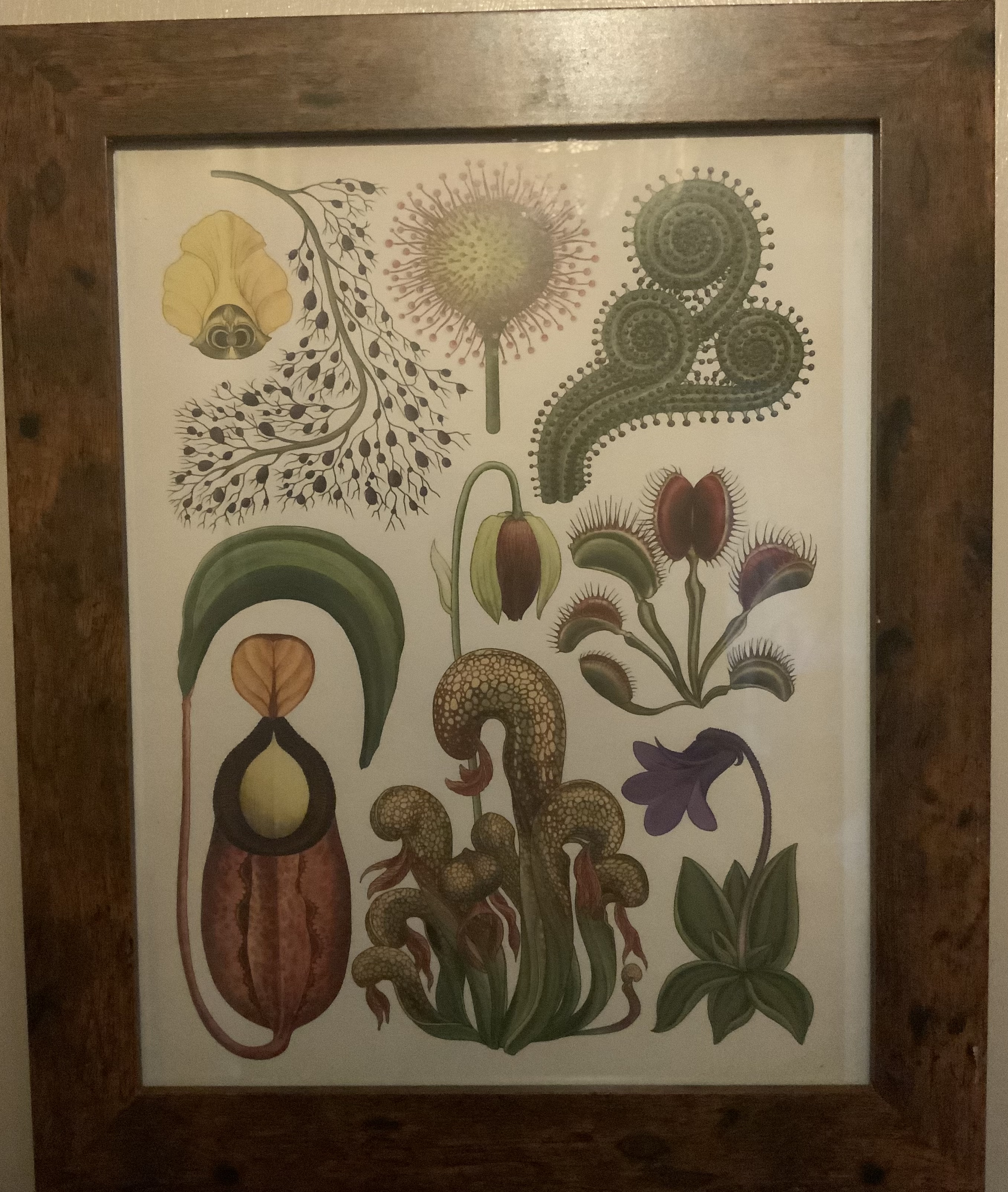 Vintage Botanical Framed Print - Image 3 of 4