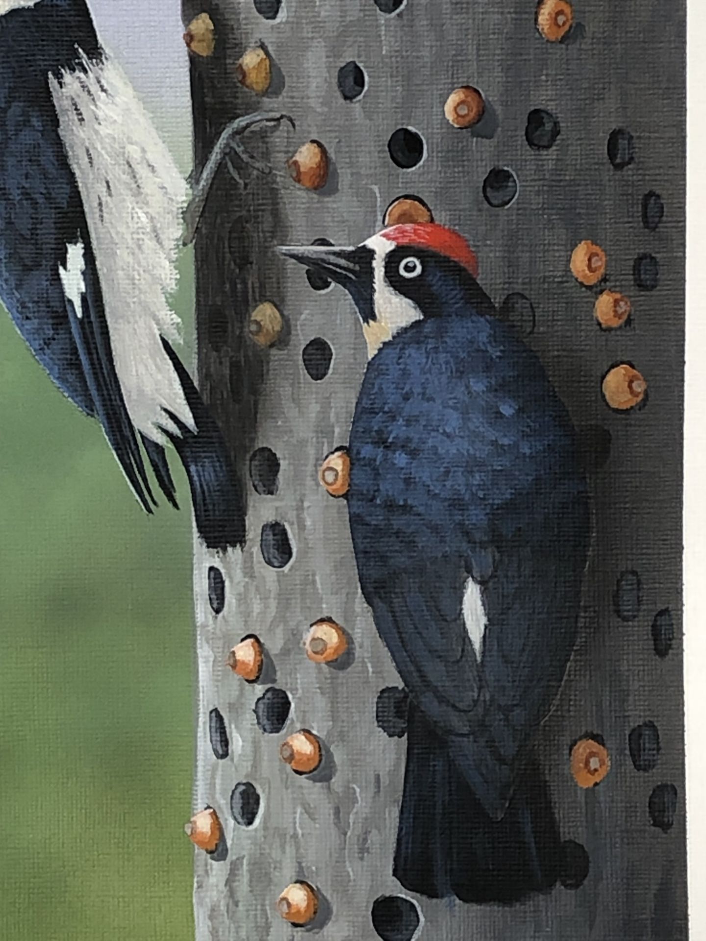 " Acorn Woodpecker" - Image 3 of 6