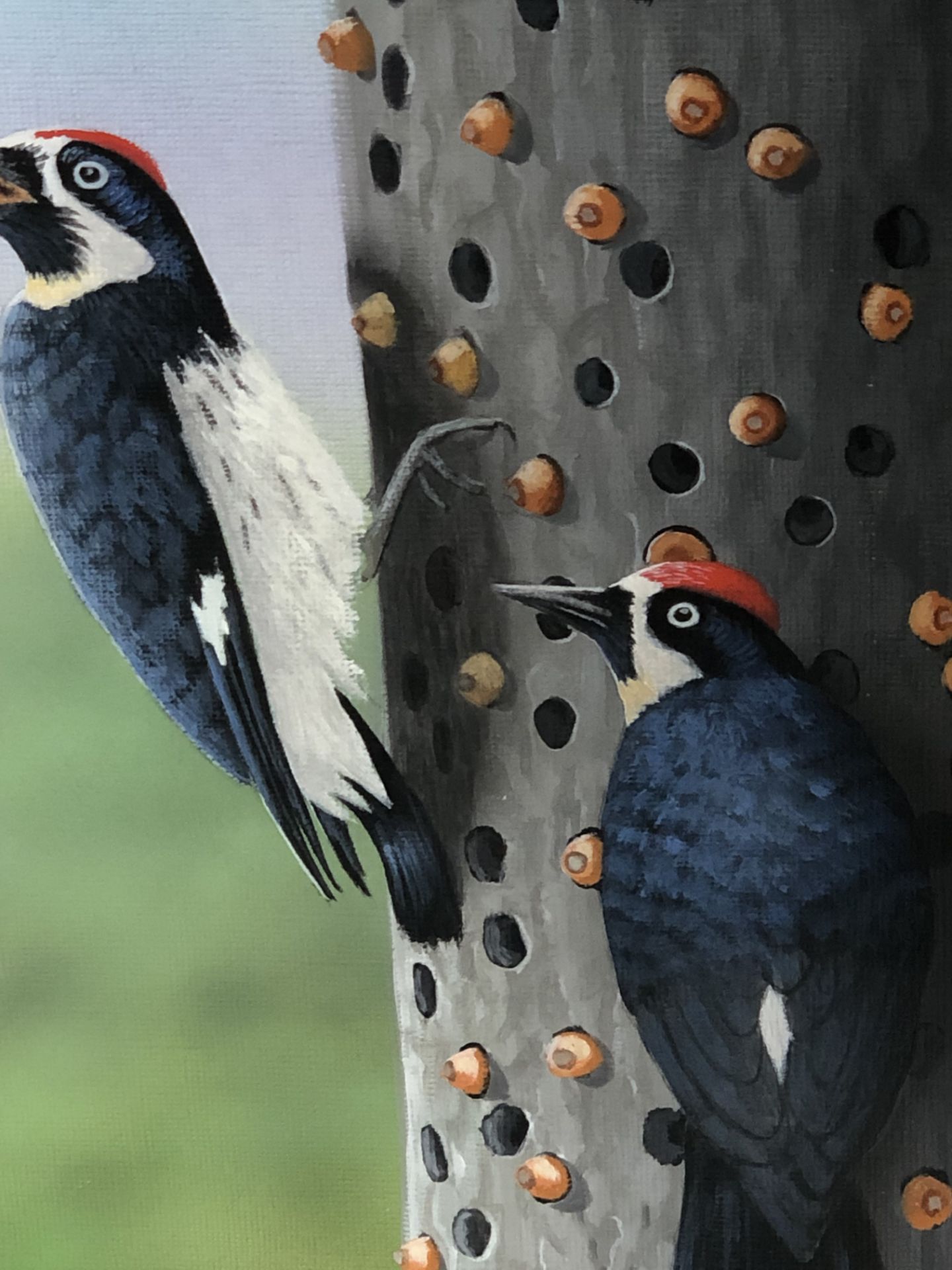 " Acorn Woodpecker" - Image 2 of 6