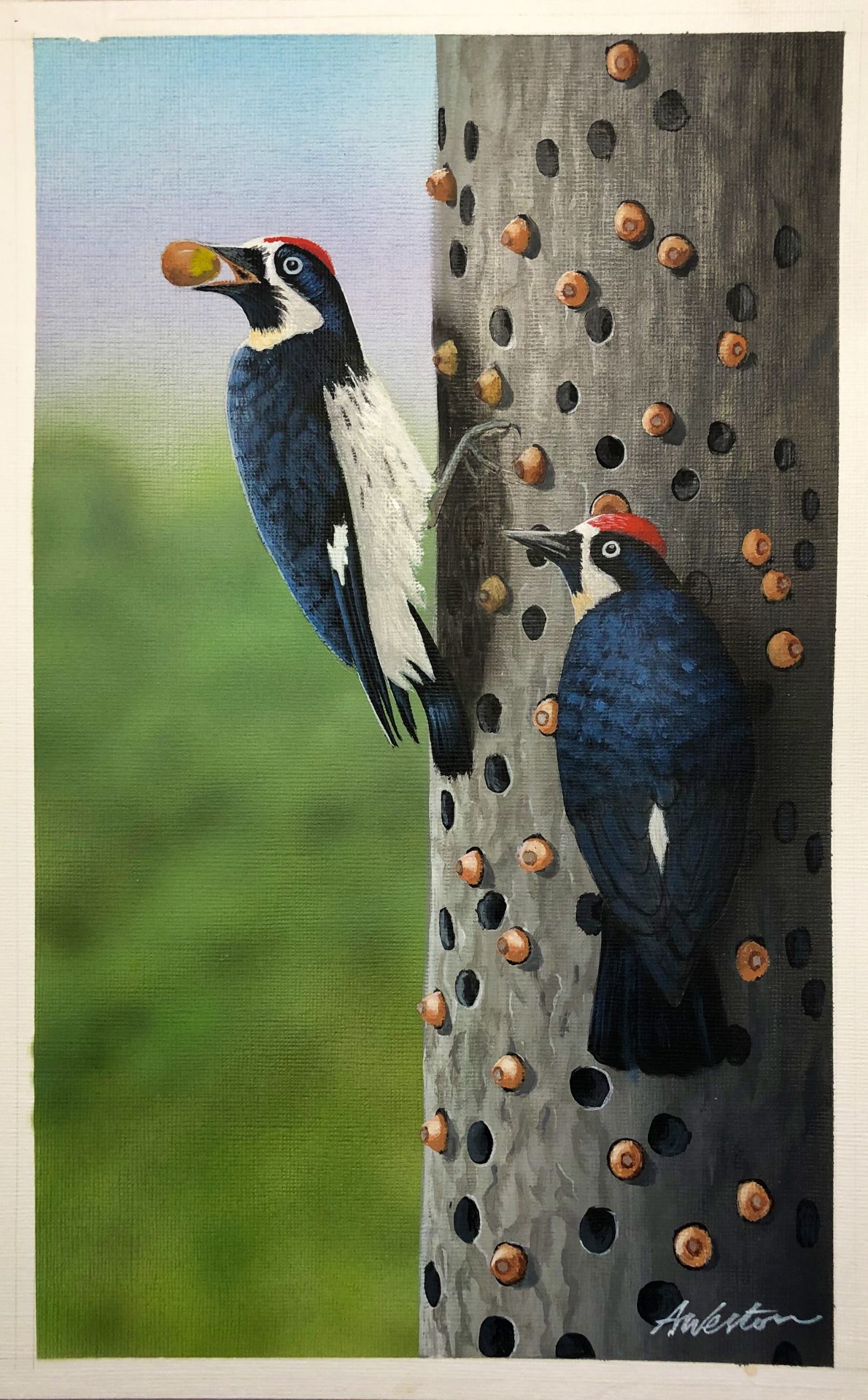 " Acorn Woodpecker"