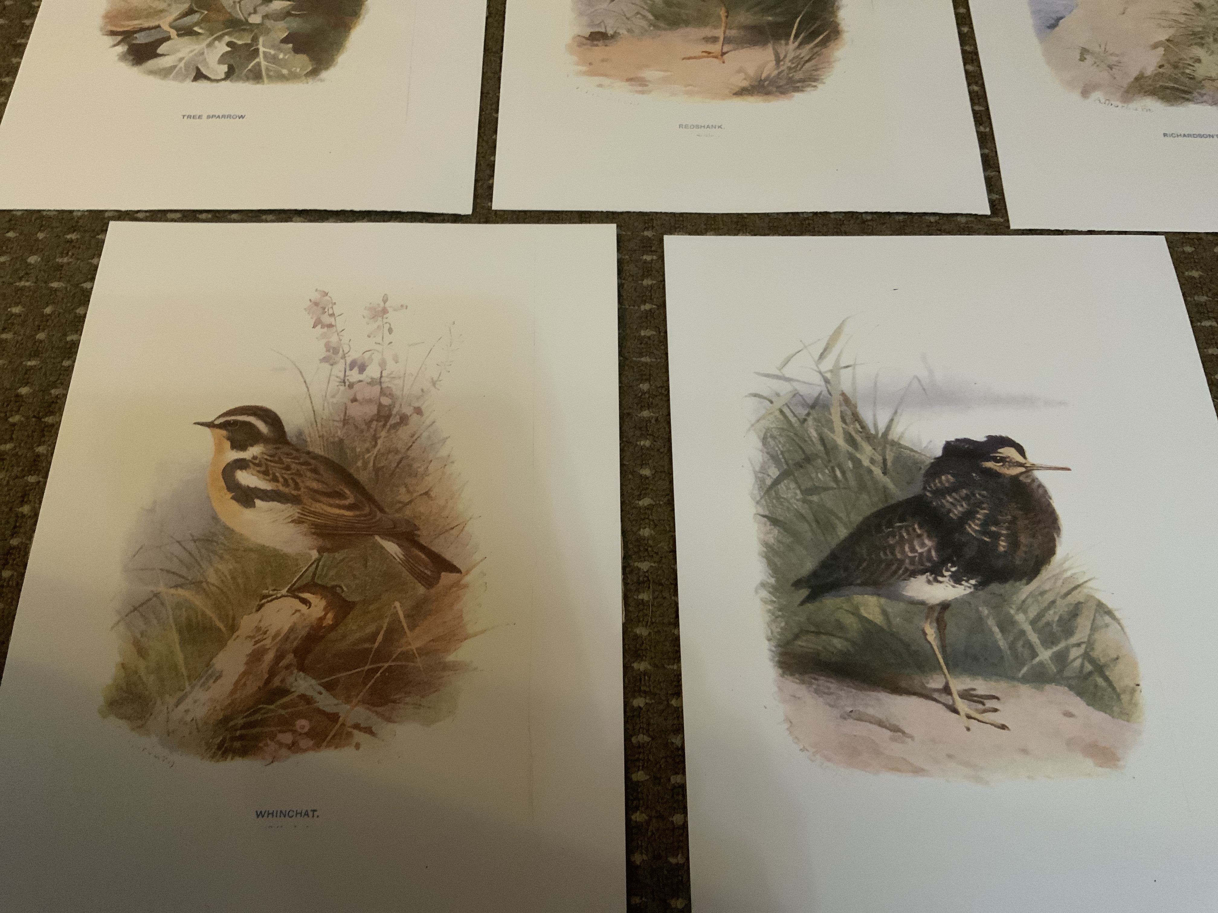 Vintage Wild Bird Prints Collection Five - Image 3 of 4