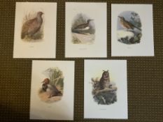 Vintage Wild Bird Prints Collection Five