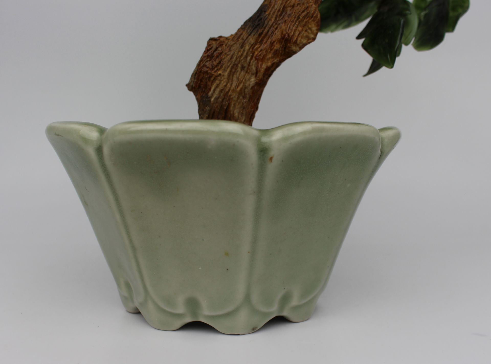Jade Bonsai Plant - Image 4 of 5