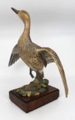 Royal Worcester American Pintail by Ronald van Ruyckevelt