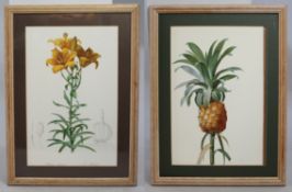 Pair of Natural History Flower Prints Set in Frames