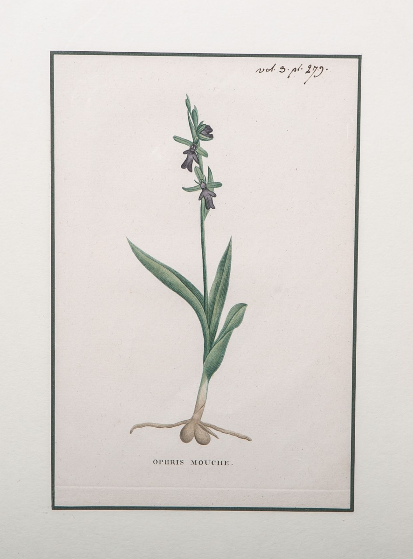 Saint-Hilaire, Jaume (1772 - 1845), "Ophris Mouche" aus "Plantes de la France"