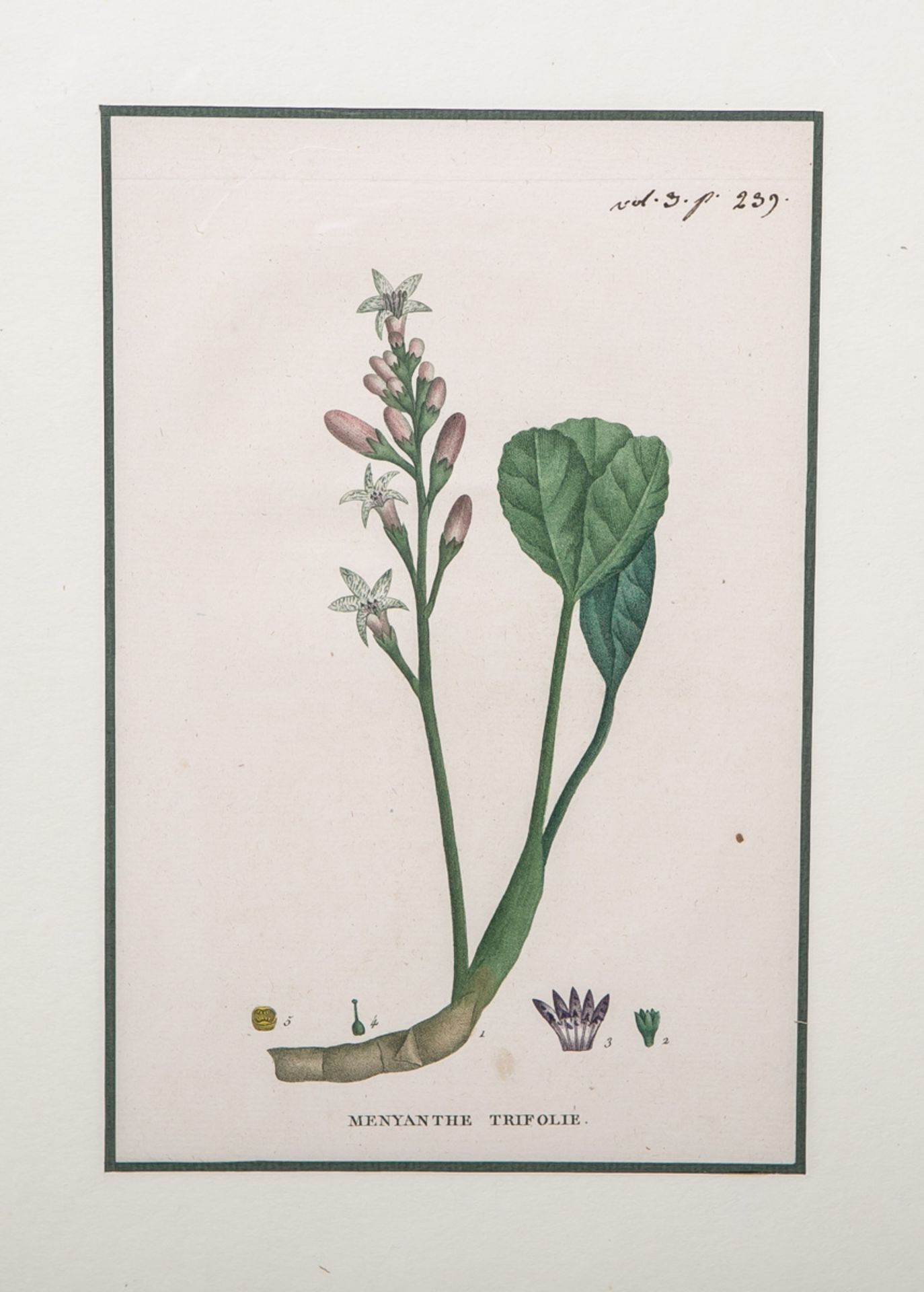 Saint-Hilaire, Jaume (1772 - 1845), "Menyanthe Trifolie" aus "Plantes de la France"