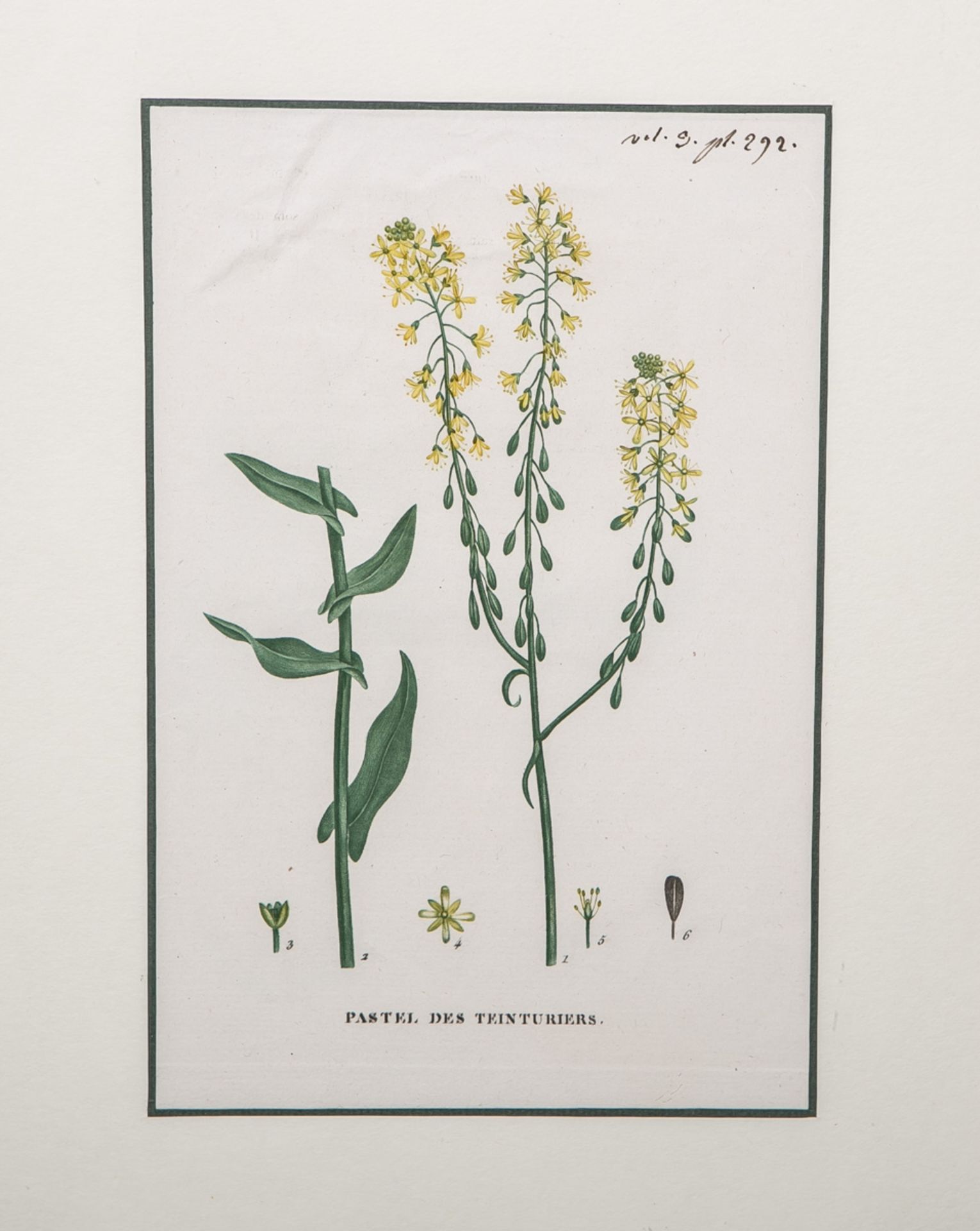 Saint-Hilaire, Jaume (1772 - 1845), "Pastel des Teinturiers" aus "Plantes de la France"