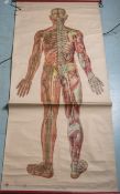 Anatomieplakat