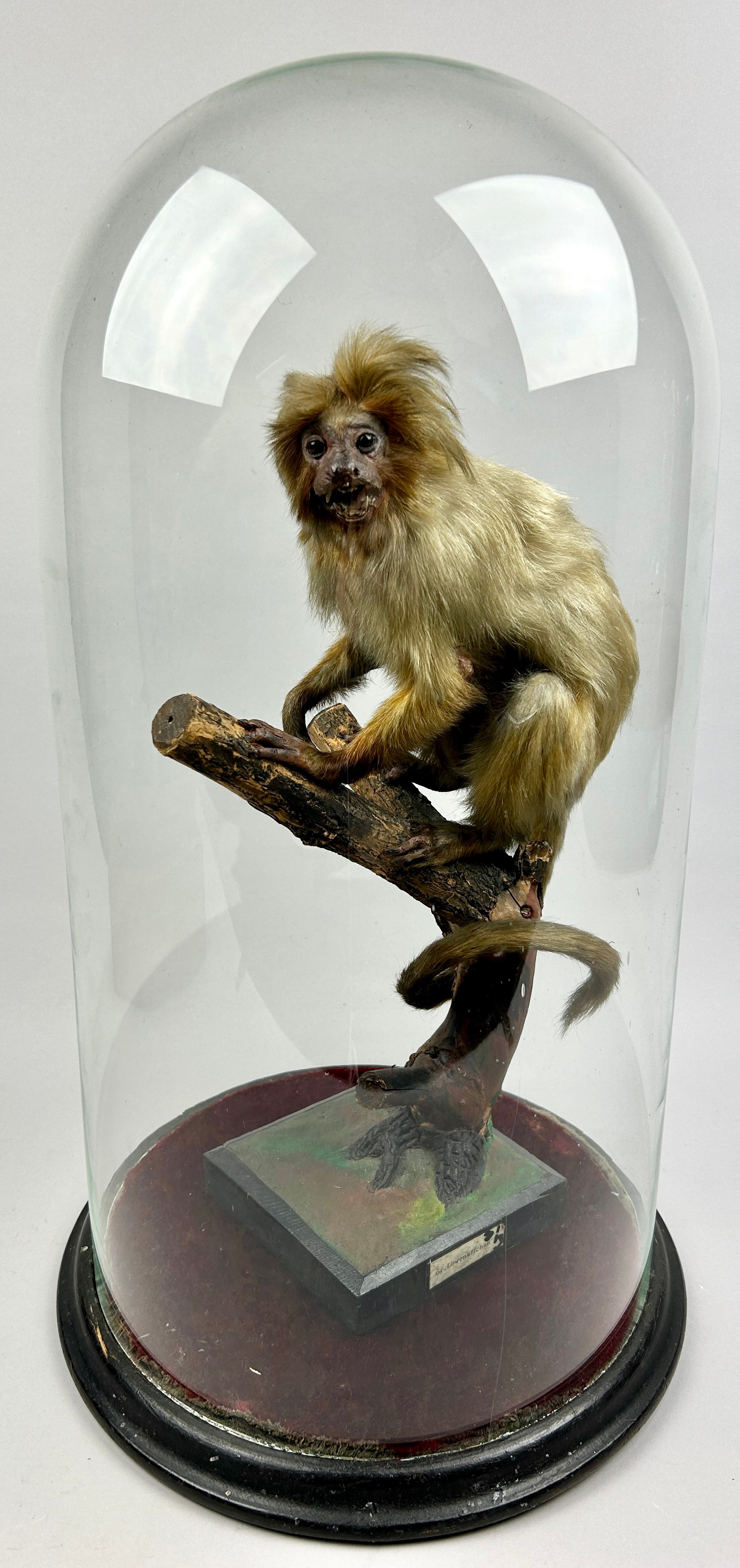 A TAXIDERMY LION TAMARIN MARMOSET (Leontopithecus rosalia), mounted under a Victorian glass dome,
