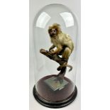 A TAXIDERMY LION TAMARIN MARMOSET (Leontopithecus rosalia), mounted under a Victorian glass dome,