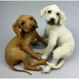 A PAIR OF TAXIDERMY PUPPIES, one blond and one brown. 29cm x 26cm