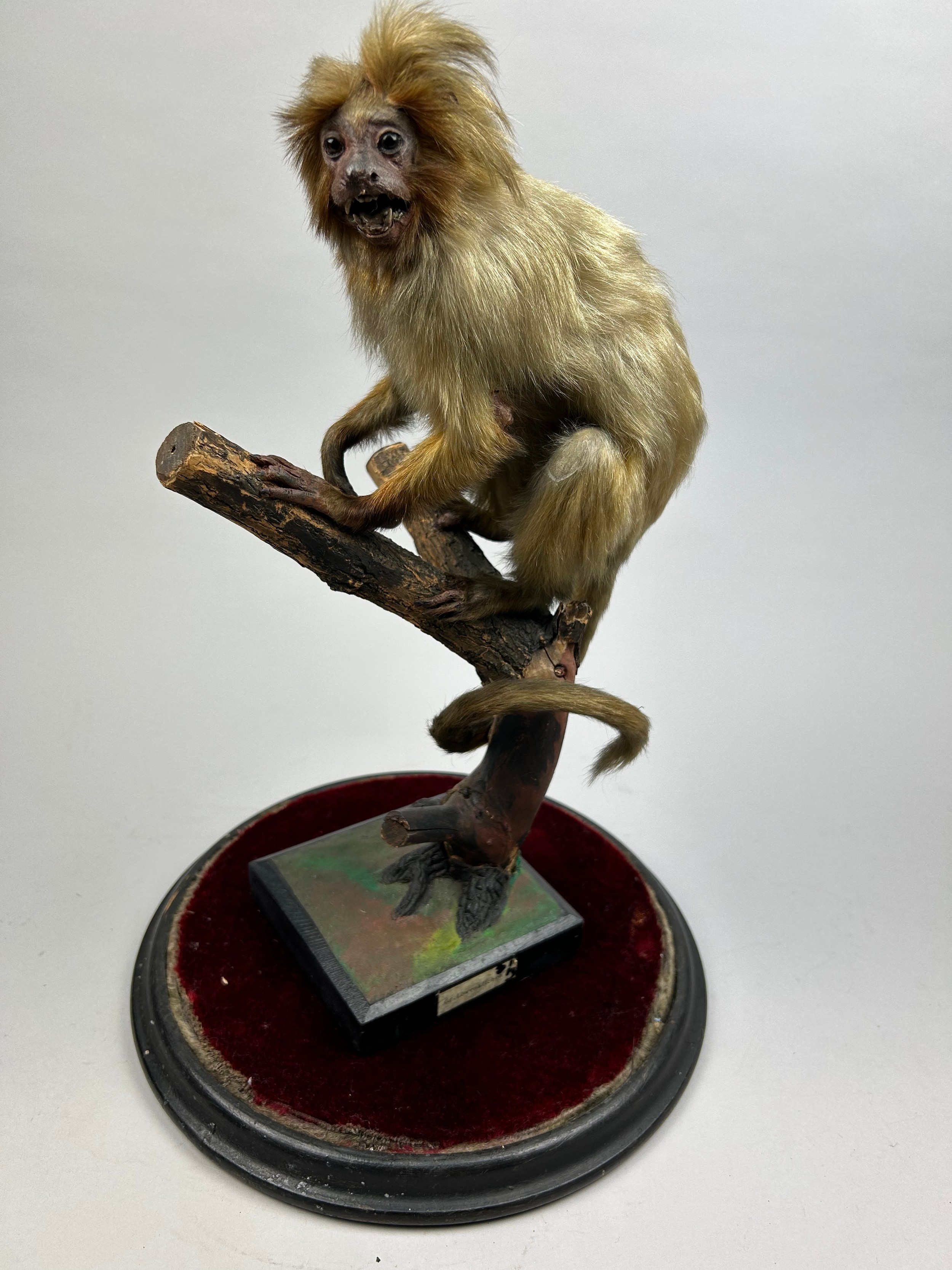 A TAXIDERMY LION TAMARIN MARMOSET (Leontopithecus rosalia), mounted under a Victorian glass dome, - Image 4 of 4