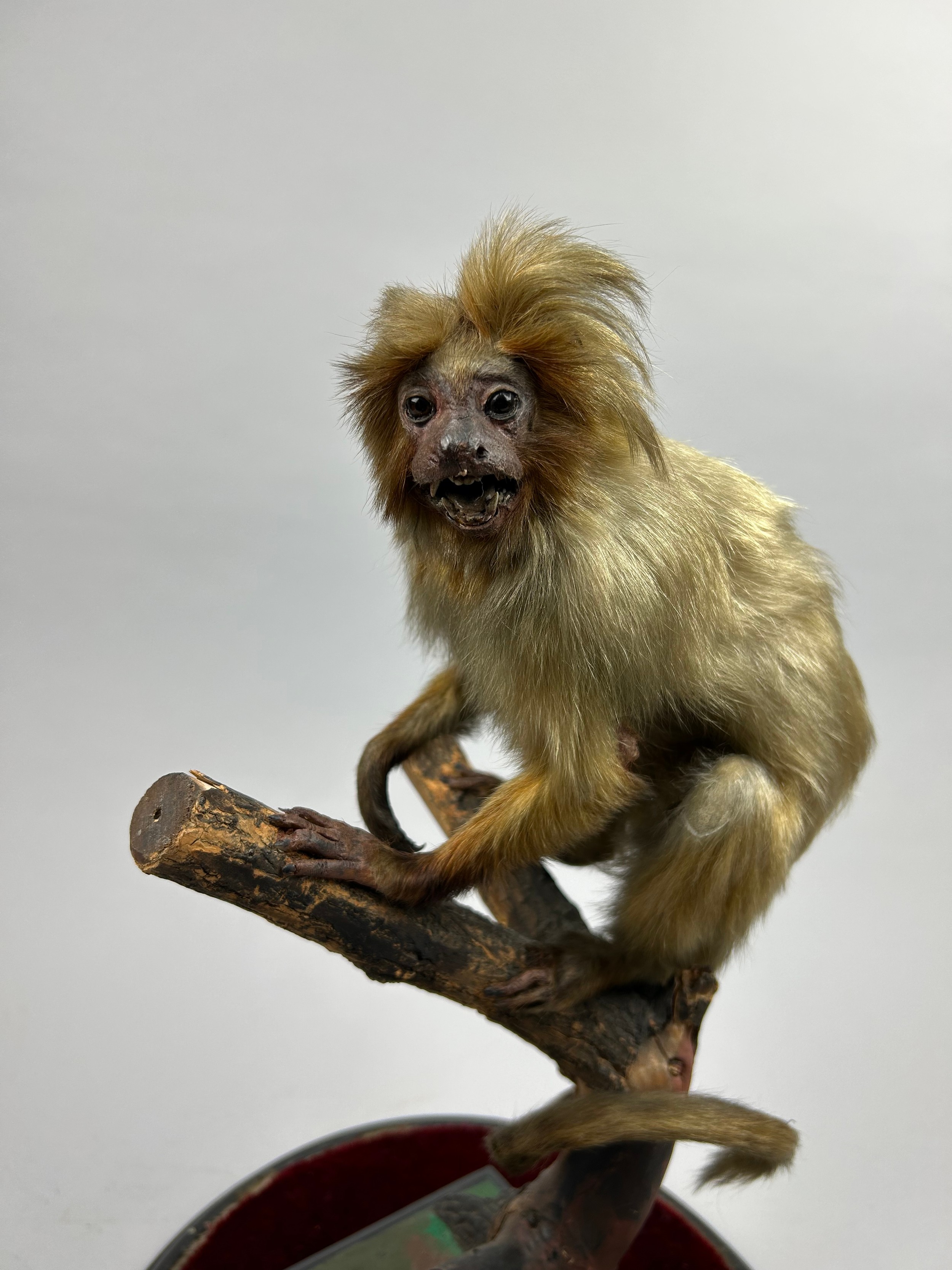 A TAXIDERMY LION TAMARIN MARMOSET (Leontopithecus rosalia), mounted under a Victorian glass dome, - Image 3 of 4