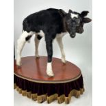 A TAXIDERMY TWO-HEADED FRESIAN CALF (Bos taurus), genuine deformity mounted on stand with velvet