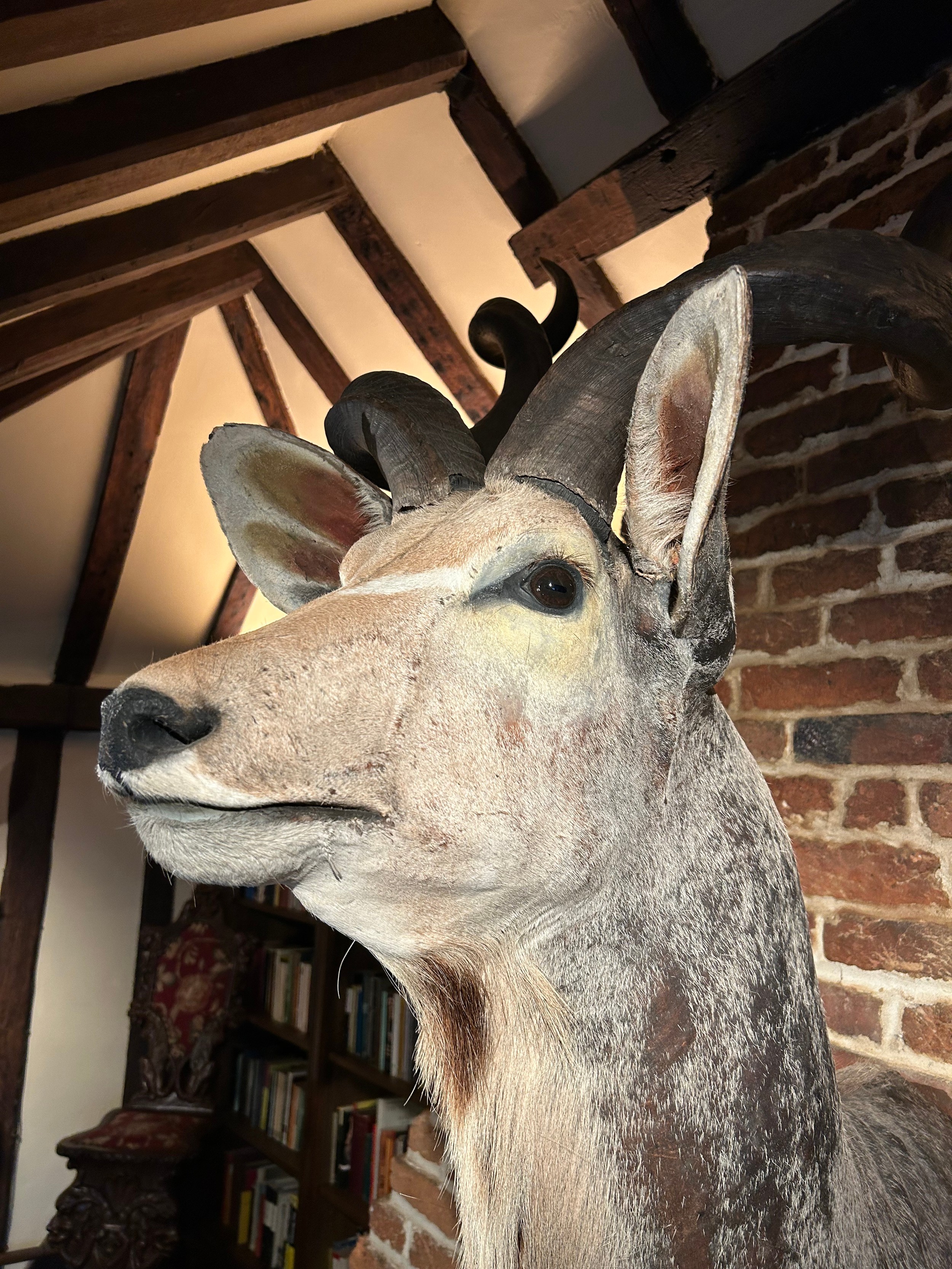 A TAXIDERMY GREATER KUDU, (Tragelaphus strepsiceros), head and shoulder mount 168cm x 90cm x 84cm ( - Image 3 of 9