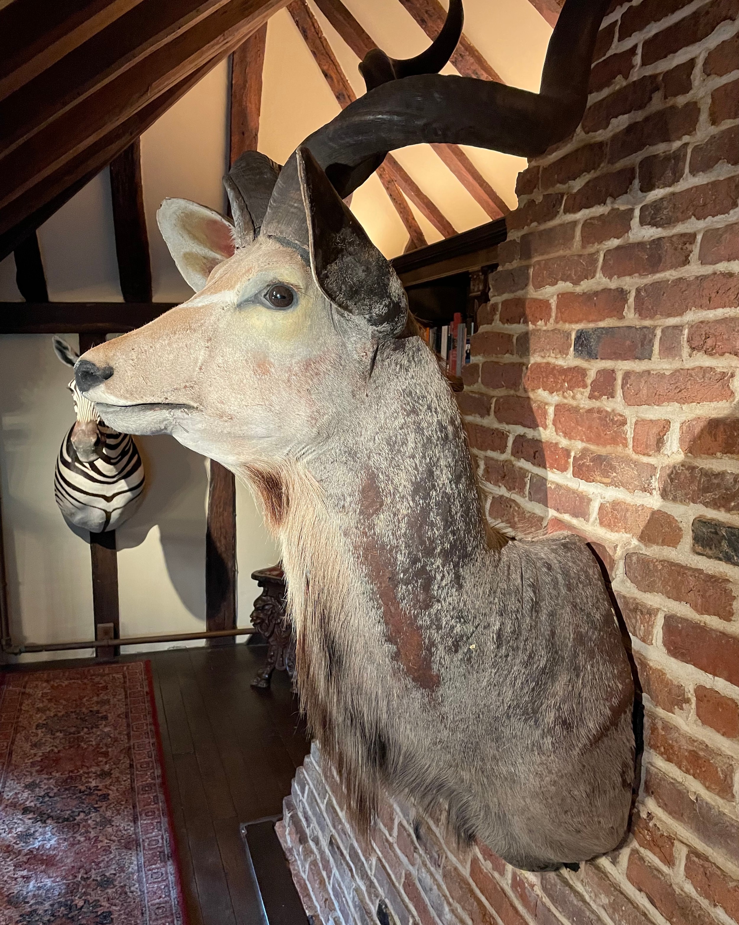 A TAXIDERMY GREATER KUDU, (Tragelaphus strepsiceros), head and shoulder mount 168cm x 90cm x 84cm ( - Image 5 of 9