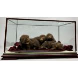 A GROUP OF FOUR TAXIDERMY FOX CUBS IN A CASE (Vulpes vulpes) 52cm W x 32cm D x 43cm H