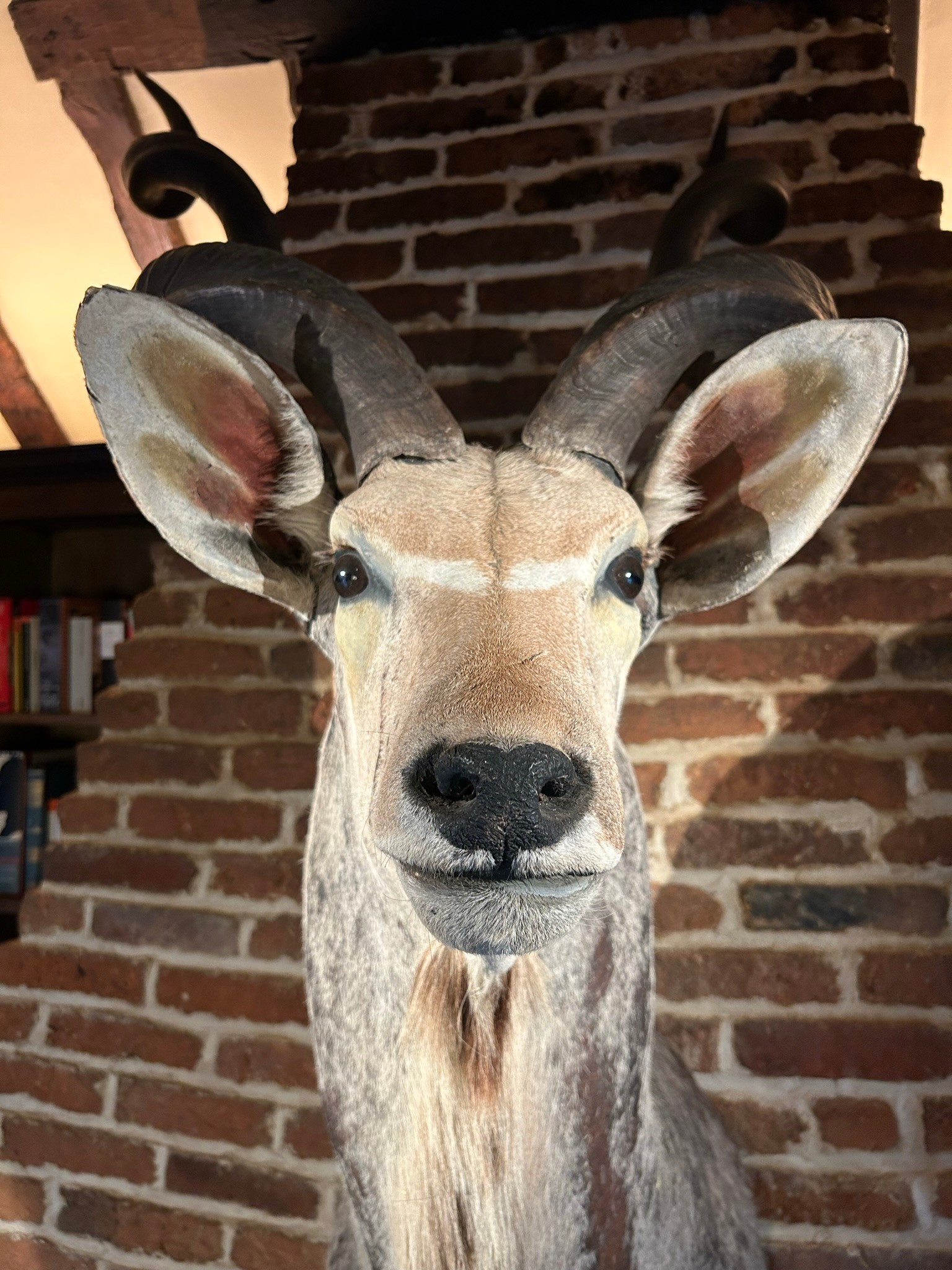 A TAXIDERMY GREATER KUDU, (Tragelaphus strepsiceros), head and shoulder mount 168cm x 90cm x 84cm ( - Image 2 of 9