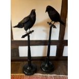 A PAIR OF TAXIDERMY RAVENS (Corvus corax), mounted on ebonised bases. 138cm and 131cm in height