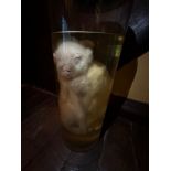 A TAXIDERMY INTEREST WET SPECIMEN OF A TWO BODIED PICKLED LAMB, preserved in alcohol within a