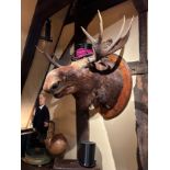 A TAXIDERMY MOOSE HEAD (Alces alces), mounted on a large shield, wearing an antique top hat. 100cm