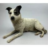 A VICTORIAN TAXIDERMY JACK RUSSELL (Canis lupus familiaris), 54cm x 30cm