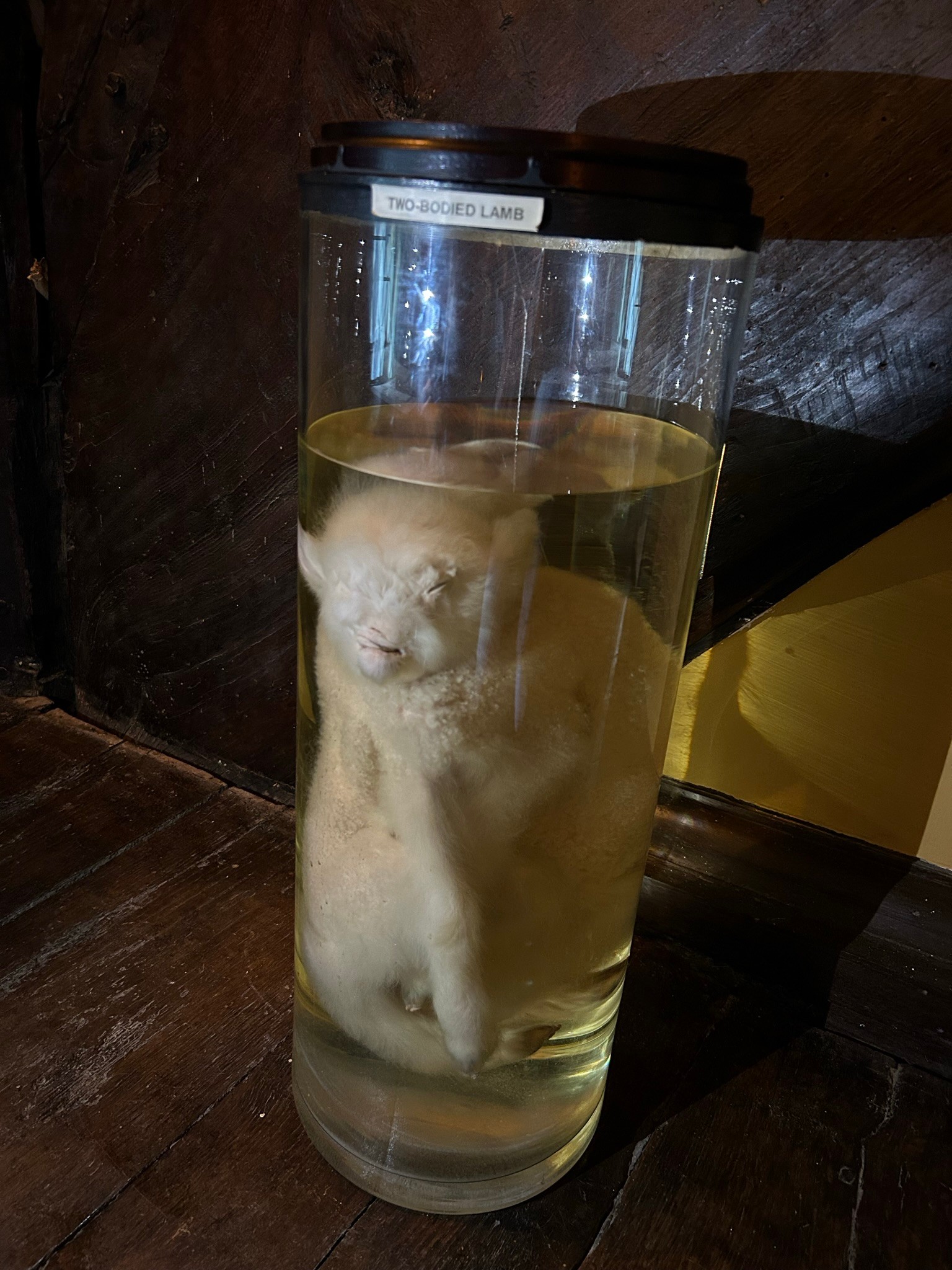 A TAXIDERMY INTEREST WET SPECIMEN OF A TWO BODIED PICKLED LAMB, preserved in alcohol within a - Image 6 of 7