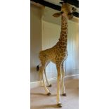 A TAXIDERMY GIRAFFE CALF (Giraffa camelopardalis) 152cm x 135cm