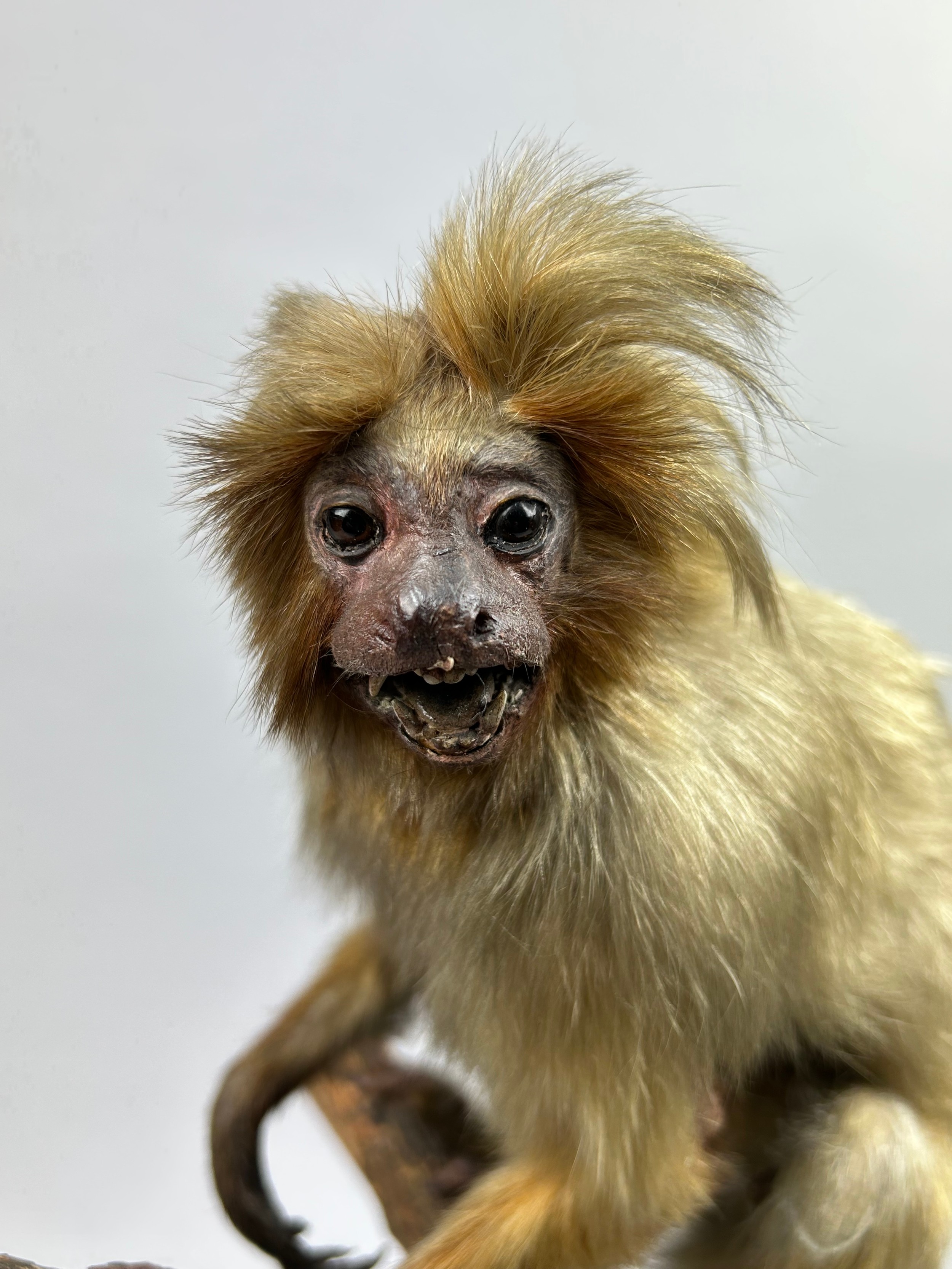 A TAXIDERMY LION TAMARIN MARMOSET (Leontopithecus rosalia), mounted under a Victorian glass dome, - Image 2 of 4